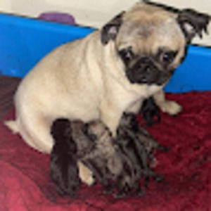 Meet your Posher, Grettel